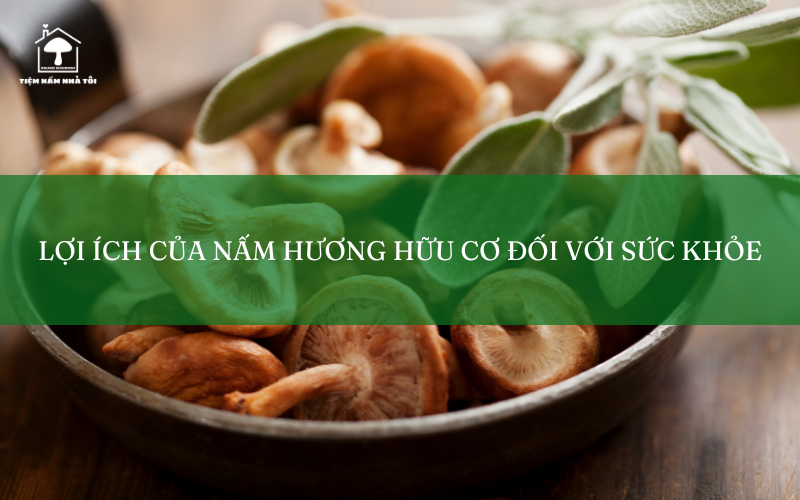 Lợi ích của nấm hương hữu cơ đối với sức khỏe